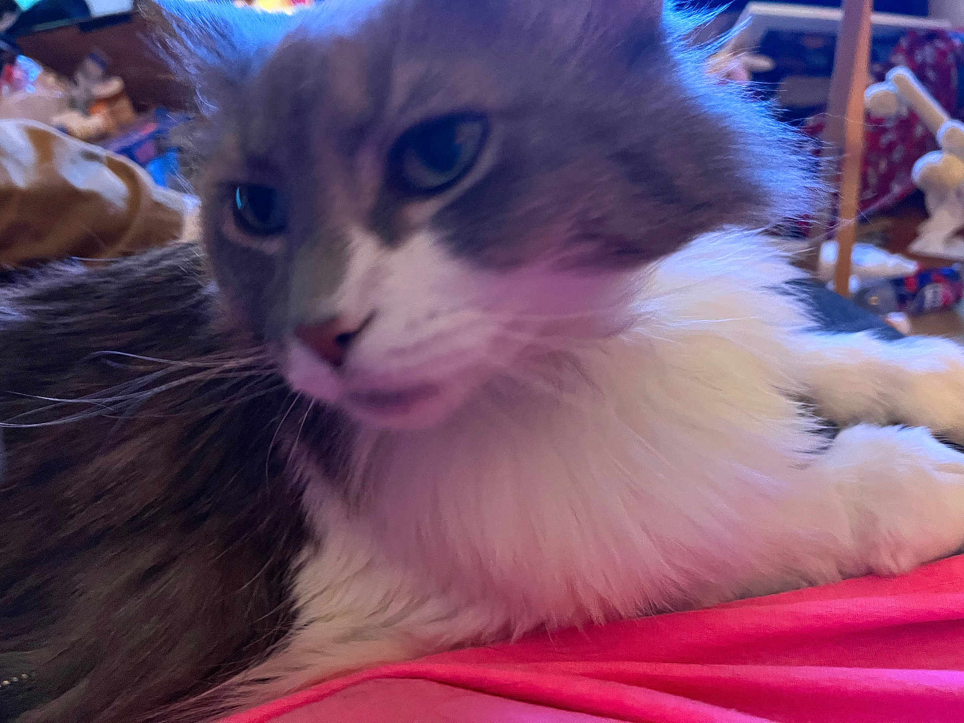 Fluffy Cat joined the competition — help win amazing prizes! cat, feline, pet, fluffy, gray, white, lying_down, close_up, indoor, fur, whiskers, animal, domestic_animal, pink_surface, relaxed, mammal, sleepy, household, blurred, cozy