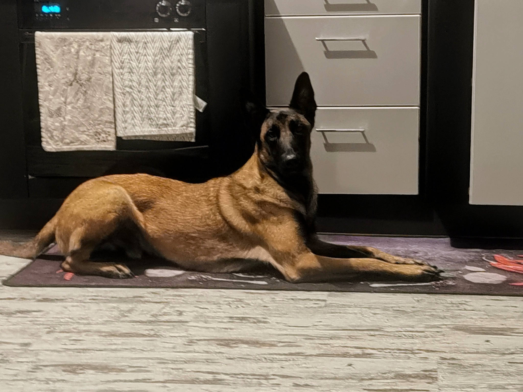 Titan participe au concours pour gagner de l'argent avec cette photo : cabinetry, carnivore, chest_of_drawers, companion_dog, dog, dog_breed, door, drawer, fawn, felidae, flooring, guard_dog, home_door, snout, sporting_group, street_dog, tail, terrestrial_animal, whiskers, wood