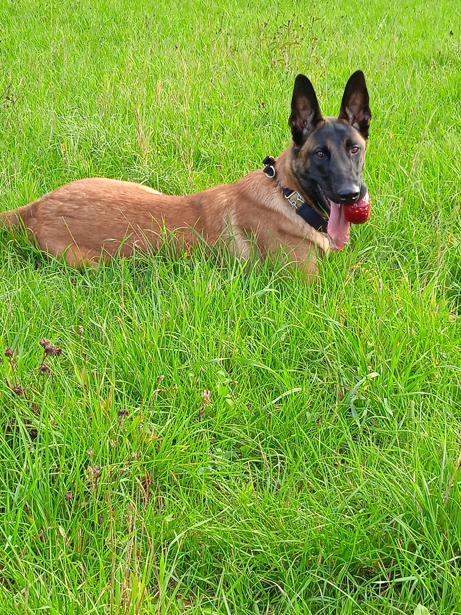 Titan participe au concours pour gagner de l'argent avec cette photo : canidae, carmine, carnivore, collar, companion_dog, dog, dog_breed, dog_supply, fawn, grass, grassland, groundcover, liver, pasture, plant, snout, sporting_group, tail, terrestrial_animal, working_animal