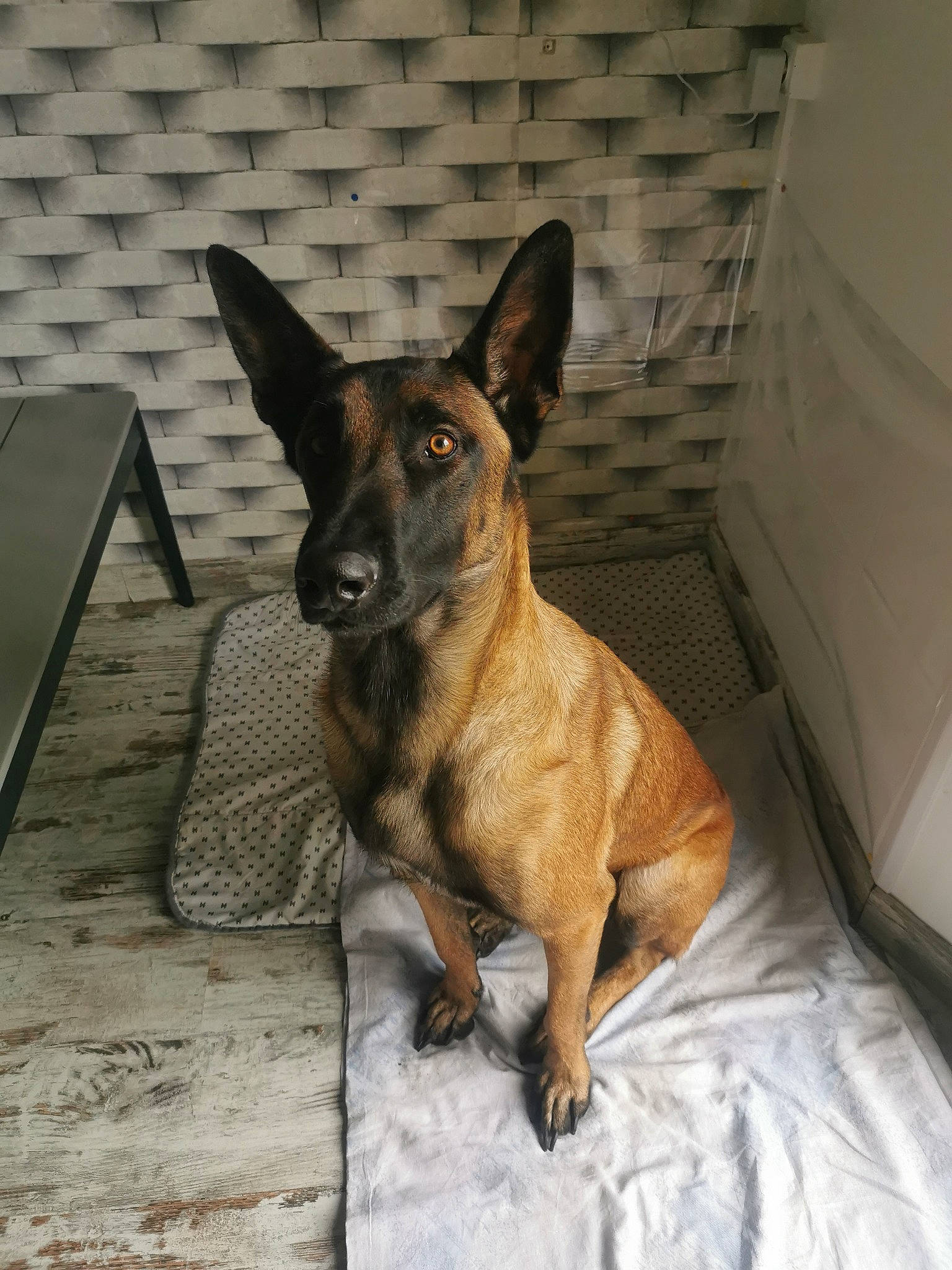 Titan a rejoint le concours — aidez-le/la à gagner de superbes lots ! carnivore, companion_dog, dog, dog_breed, fawn, fur, guard_dog, paw, terrestrial_animal, toy_dog, whiskers, working_animal, working_dog