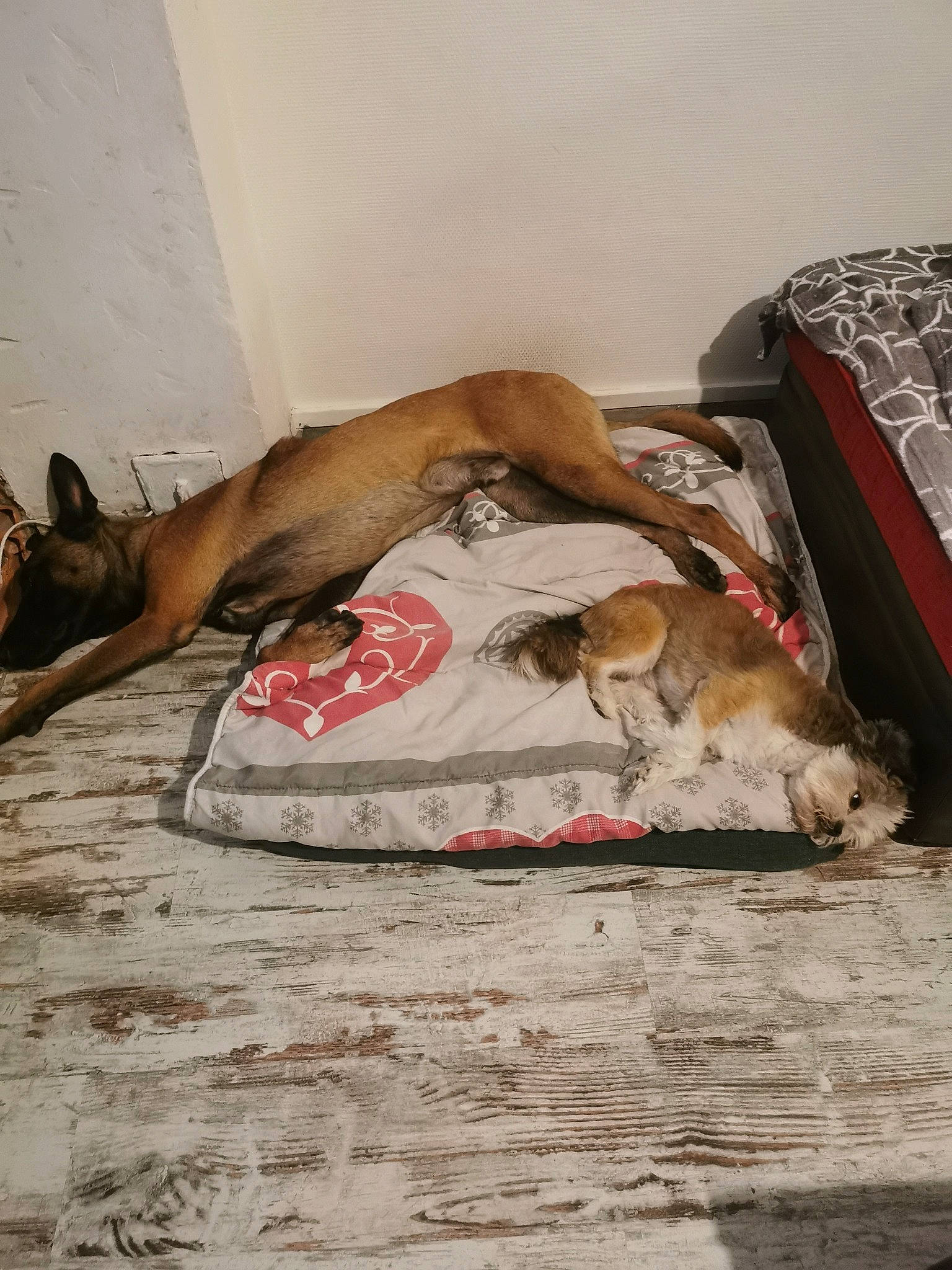 Titan participe au concours pour gagner de l'argent avec cette photo : art, barechested, bed_sheet, bedding, bedroom, carnivore, comfort, companion_dog, dog, fawn, floor, flooring, hardwood, human_leg, linens, mattress, nap, room, textile, wood