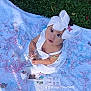 baby, child, white_dress, headband, bow, butterflies, blanket, grass, outdoor, cute, innocent, curious, decorations, sitting, pastel_colors, celebration, small_hands, portrait, daylight, playful