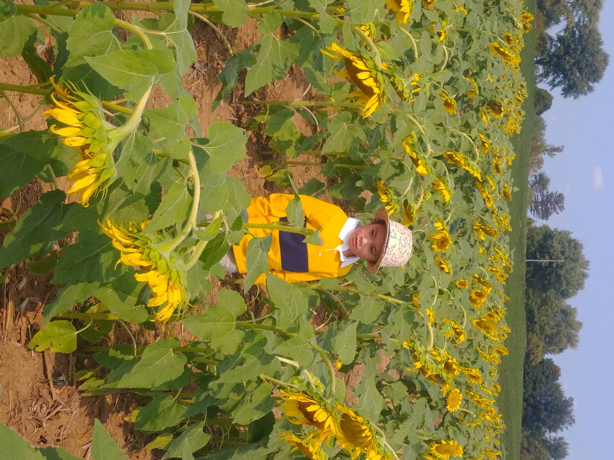 Baby Cesar joined the competition — help win amazing prizes! flower, headwear, herbaceous_plant, person, plant, sunflower, tree, wildflower, yellow