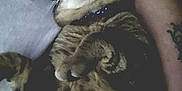 Pimp is registered to the contest to win money with this photo: animal, cat, collar, comfort, companion, cozy, cute, domestic_animal, feline, fur, human_arm, indoor, paw, pet, relaxed, resting, sleeping, snuggle, tabby, tattoo