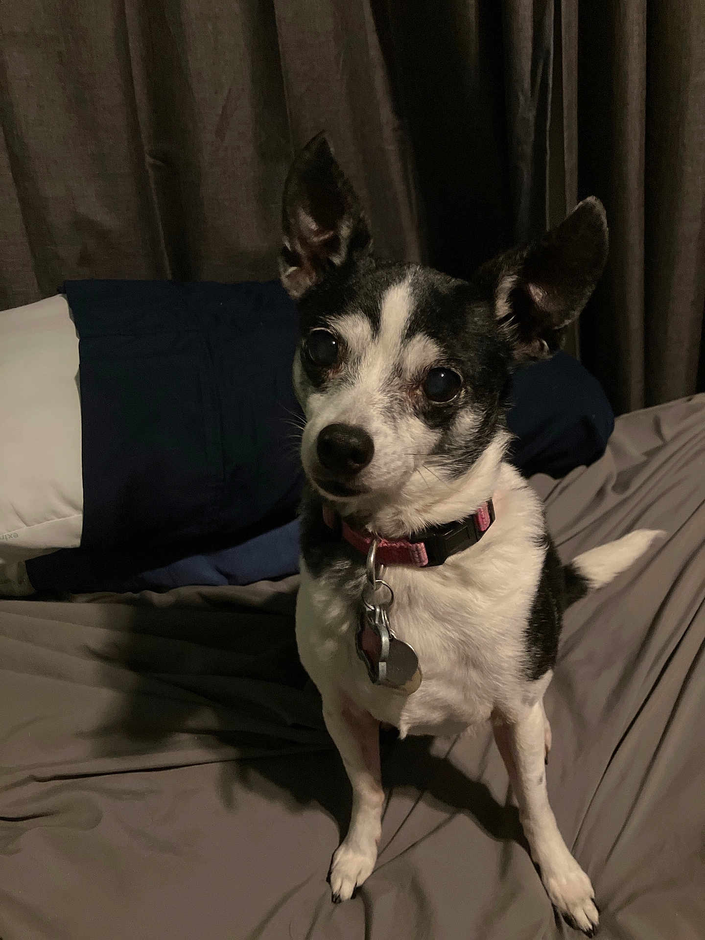 Sasha is registered to the contest to win money with this photo: dog, small_dog, black_and_white, pet, indoor, bed, pillow, curtains, animal, canine, collar, tags, ears, fur, looking, standing, cute, companion, domestic, alert