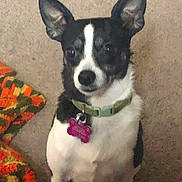 Sasha joined the competition — help win amazing prizes! dog, black_and_white, small_dog, ears, collar, dog_tag, carpet, blanket, indoor, pet, animal, sitting, cute, companion, fur, alert, domestic, friendly, closeup, portrait