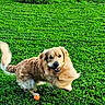 dog, golden_retriever, pet, animal, outdoor, grass, lawn, greenery, fur, golden_fur, tail, playing, toy, orange_ball, happy, running, portrait, park, daylight, nature