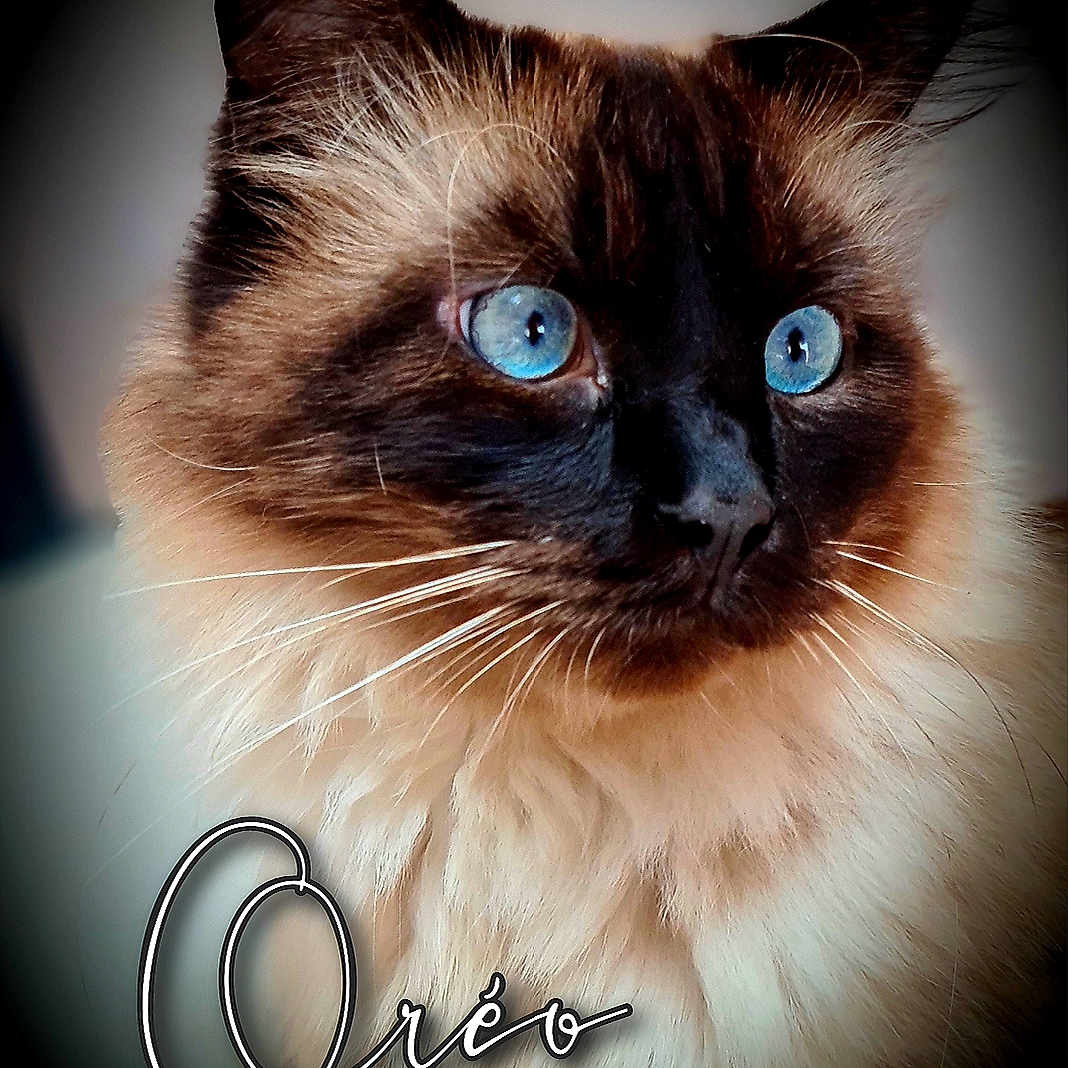 Oréo