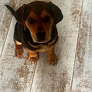 Dexter is registered to the contest to win money with this photo: puppy, dog, pet, animal, floor, wooden_floor, brown, black, sitting, looking_up, cute, young, indoors, canine, fur, ears, paws, adorable, companion, domestic