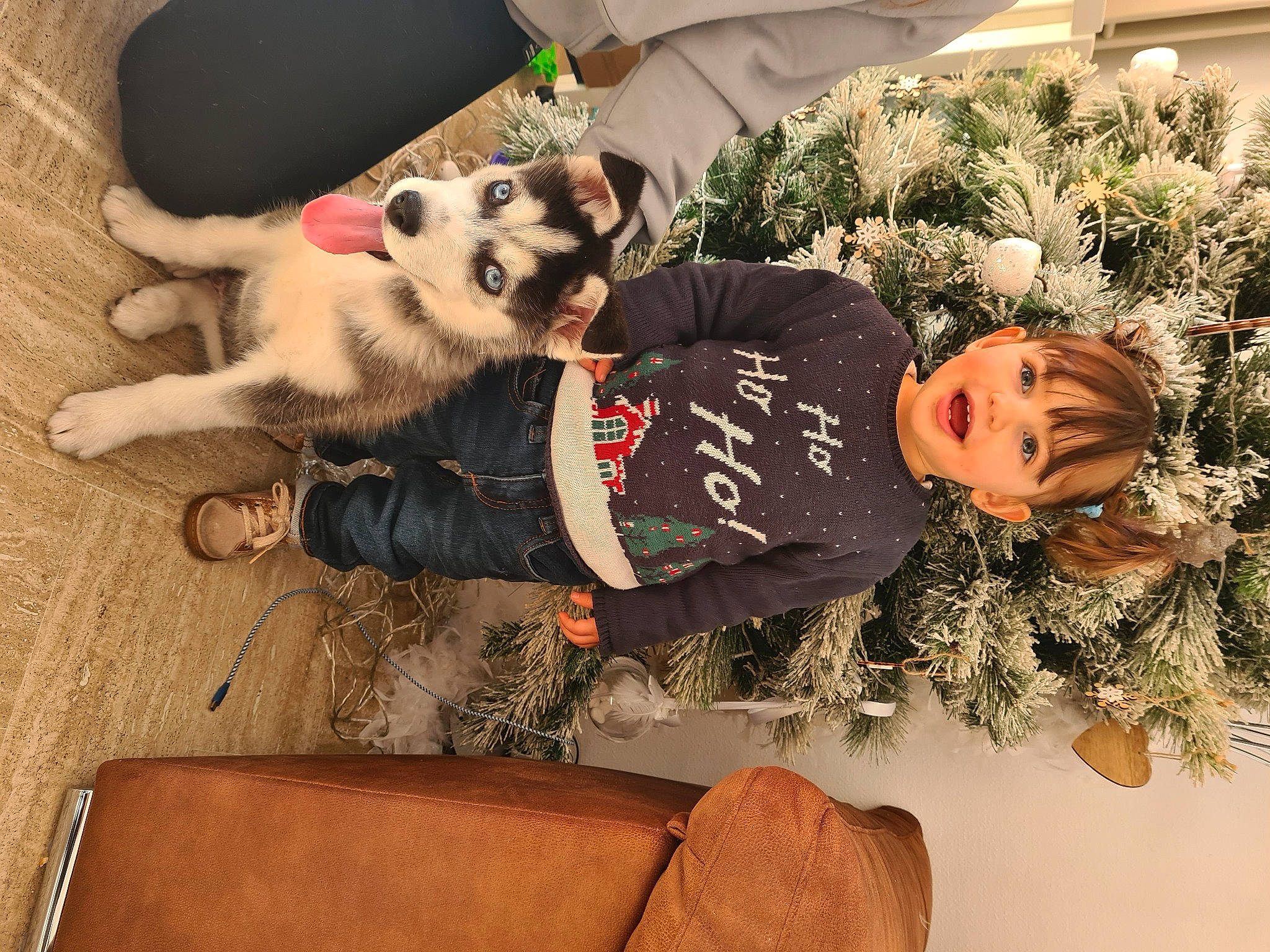 Iris participe au concours pour gagner de l'argent avec cette photo : christmas, companion_dog, couch, dog, dog_breed, dog_clothes, dog_supply, event, eyewear, felidae, flooring, fur, holiday, holiday_ornament, ornament, paw, person, plant, tail, toy