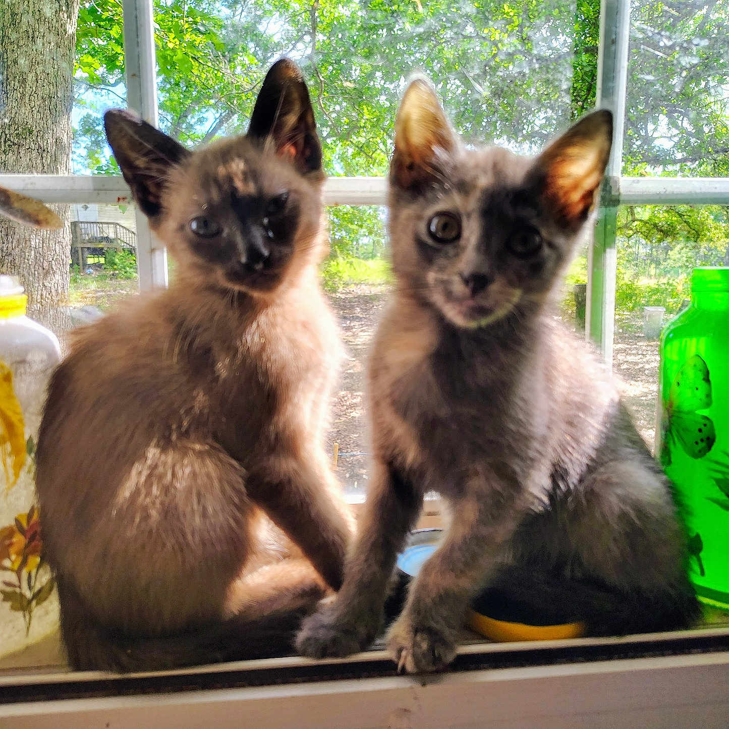 Ralph And Baby is registered to the contest to win money with this photo: abyssinian, animal, cat, cup, fish, kitten, manx, pet, sealife, siamese, window, wood