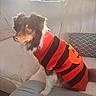 Benko a rejoint le concours — aidez-le/la à gagner de superbes lots ! dog, puppy, sweater, striped_clothing, red, black, brown_fur, white_fur, fluffy, sitting, sofa, couch, cushion, indoors, living_room, sunlight, portrait, pet, cute, fashionable
