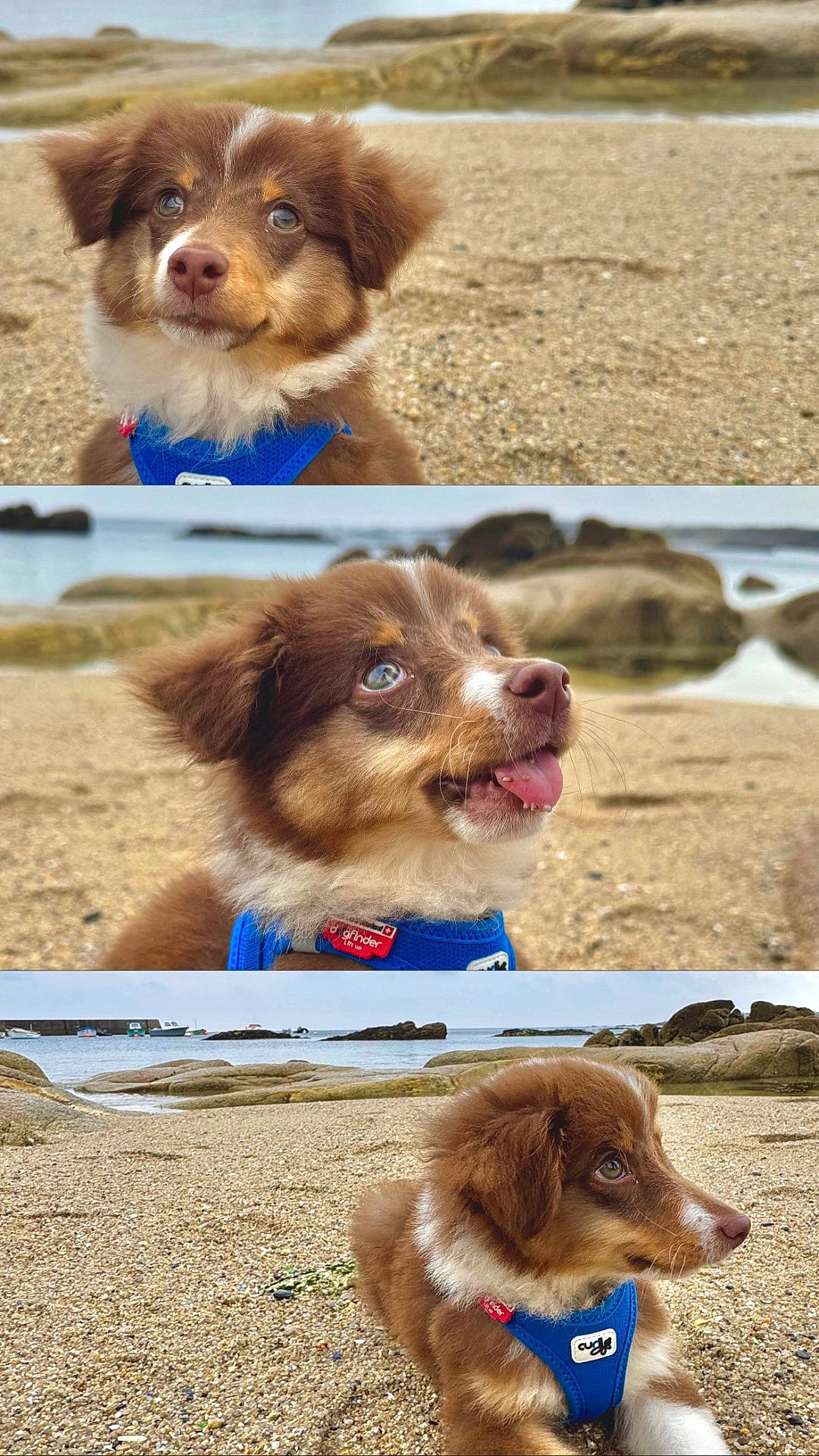 beach, blue_harness, brown_fur, collage, cute, dog, fluffy, ocean, outdoor, pet, portrait, puppy, rocks, sand, seaside, shoreline, sitting, tongue_out, triptych, white_fur