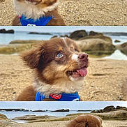 Benko participe au concours pour gagner de l'argent avec cette photo : puppy, dog, brown_and_white, fluffy, beach, seaside, shoreline, rocks, sand, pebbles, ocean, outdoors, portrait, collage, three_panel, blue_harness, tongue_out, sitting, cute, animal