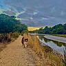 dog, animal, outdoors, nature, riverside, river, trail, path, walking, fluffy, brown_and_white, sunset, cloudy_sky, trees, grass, wildlife, landscape, scenic, water, adventure