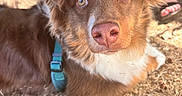 Benko participe au concours pour gagner de l'argent avec cette photo : dog, puppy, brown_fur, white_fur, fluffy, blue_harness, portrait, close_up, outdoor, sunlight, grass, dry_ground, stick, wood, picnic_table, human, sandal, eyes, nose, animal