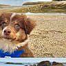 Benko participe au concours pour gagner de l'argent avec cette photo : puppy, dog, brown_fur, white_fur, blue_harness, animal, pet, portrait, close_up, outdoor, beach, shoreline, rocky_landscape, tide_pool, water, sand, floppy_ears, looking_at_camera, cute, daylight