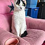 Lil Terrifier joined the competition — help win amazing prizes! animal, armchair, black_and_white, boxes, cat, cup_holder, cute, domestic, feline, fur, furniture, green_eyes, household, indoor, pet, pink_chair, relaxed, sitting, storage_bins, whiskers
