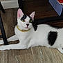 Lil Terrifier joined the competition — help win amazing prizes! cat, black_and_white, collar, gold_chain, floor, wooden_floor, indoor, pet, animal, lying_down, curious, relaxed, feline, domestic_cat, whiskers, ears, tail, fur, closeup, house