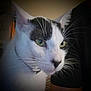Lil Terrifier is registered to the contest to win money with this photo: cat, close_up, black_and_white, green_eyes, whiskers, pet, animal, indoor, curious, feline, portrait, collar, focus, face, fur, domestic_cat, looking, soft_light, background_blur, ears