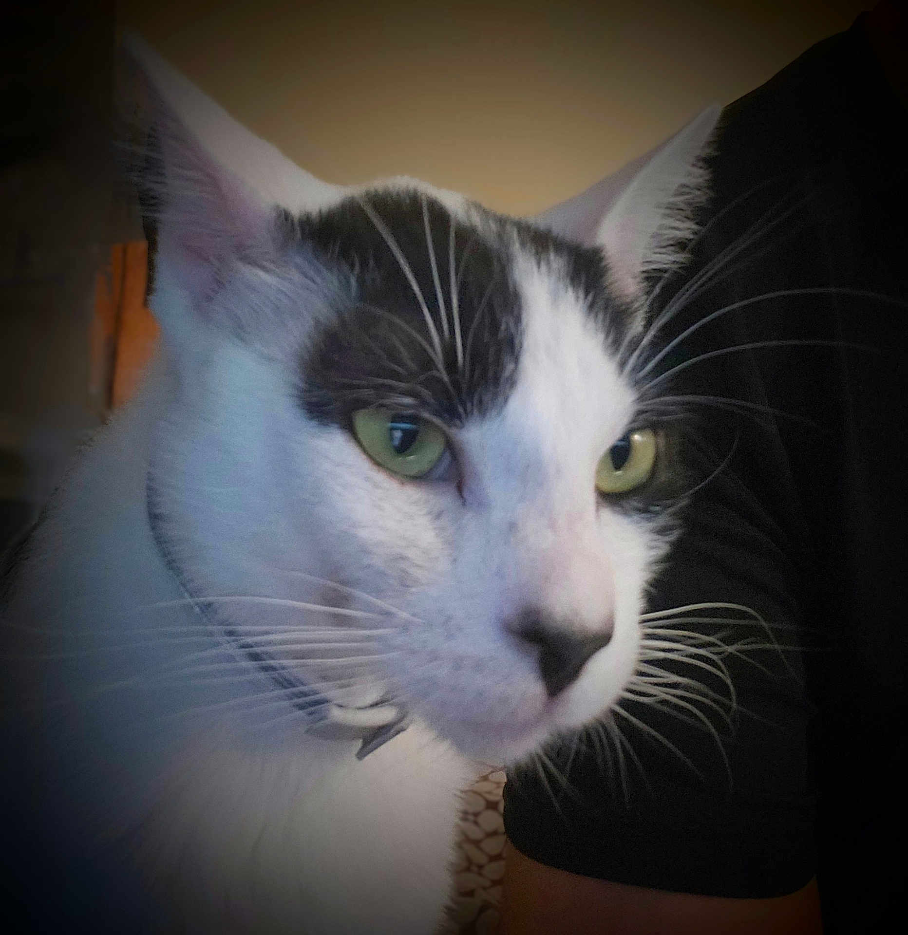Lil Terrifier is registered to the contest to win money with this photo: cat, close_up, black_and_white, green_eyes, whiskers, pet, animal, indoor, curious, feline, portrait, collar, focus, face, fur, domestic_cat, looking, soft_light, background_blur, ears