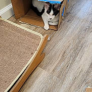 Lil Terrifier joined the competition — help win amazing prizes! cat, cardboard_box, floor, pet_bed, scratching_post, indoor, curious, black_and_white, feline, relaxed, wooden_floor, animal, home, cozy, playful, domestic_cat, resting, box, pet, cute