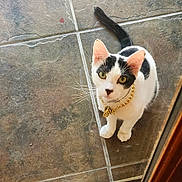 Lil Terrifier is registered to the contest to win money with this photo: cat, black_and_white, pet, collar, gold_chain, green_eyes, curious, looking_up, floor, tile, indoor, glass_door, whiskers, tail, fur, animal, domestic, cute, small, sitting