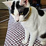 Lil Terrifier joined the competition — help win amazing prizes! cat, black_and_white, pet, animal, feline, collar, gold_chain, bedspread, pattern, indoor, floor, wooden_floor, paw, ear, whiskers, fur, domestic_cat, curious, sitting, closeup