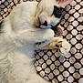 Lil Terrifier is registered to the contest to win money with this photo: cat, sleeping, white, black_spots, fur, paws, whiskers, close_up, resting, indoor, blanket, patterned, cozy, cute, pet, animal, relaxation, nap, feline, soft