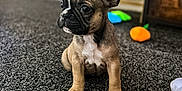 Bonnie joined the competition — help win amazing prizes! puppy, dog, toy, plush_toy, carpet, indoor, brown_dog, small_dog, cute, pet, floor, home, furniture, blurred_background, photograph, animal, young_dog, colorful_toys, stuffed_toy, domestic_animal