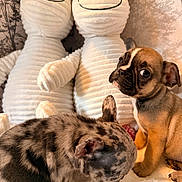 Bonnie is registered to the contest to win money with this photo: puppy, dog, merle_coat, tan_dog, stuffed_animal, plush_toy, cozy, cute, pet, animal, indoor, soft_texture, brown_dog, sitting, looking_down, looking_sideways, background, smiling_face, decor, furry