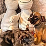 puppy, dog, merle_coat, tan_dog, stuffed_animal, plush_toy, cozy, cute, pet, animal, indoor, soft_texture, brown_dog, sitting, looking_down, looking_sideways, background, smiling_face, decor, furry