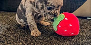 Xyla is registered to the contest to win money with this photo: puppy, dog, toy, plush, strawberry, carpet, indoor, couch, pet, small, curious, ears, sniffing, brown, spotted, young, cute, animal, floor, cozy