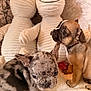 Xyla is registered to the contest to win money with this photo: puppies, dog, brindle, fawn, stuffed_animals, plush, smiling, toy, blanket, cozy, indoor, cute, pet, animal, fur, ears, snout, young, playful, curious