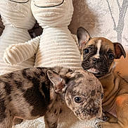 Xyla is registered to the contest to win money with this photo: puppy, dog, cute, stuffed_animal, unicorn, plush, blanket, fur, pet, animal, snuggle, indoor, cozy, brown, black, white, patterned, ears, nose, young