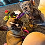 Xyla is registered to the contest to win money with this photo: puppy, dog, french_bulldog, toy, carpet, indoor, pet, cute, playful, looking_up, paw, ear, fur, nose, young, companion, animal, curious, floor, person_leg