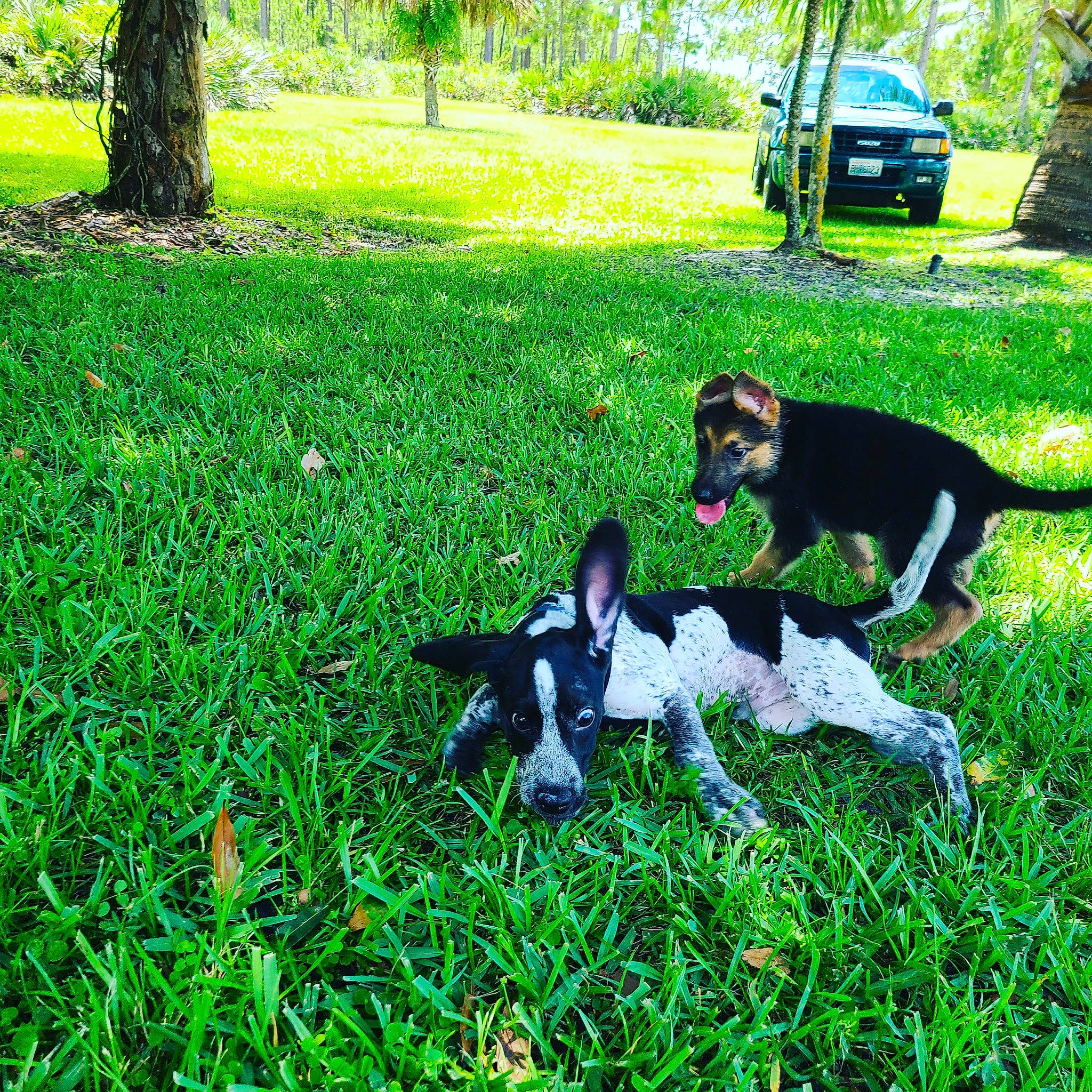 Merlin joined the competition — help win amazing prizes! canidae, carnivore, danish_swedish_farmdog, dog, dog_breed, fox_terrier, grass, green, hunting_dog, lawn, mammal, park, plant, puppy, rat_terrier, smooth_fox_terrier, sporting_group, stabyhoun, tail, toy_fox_terrier