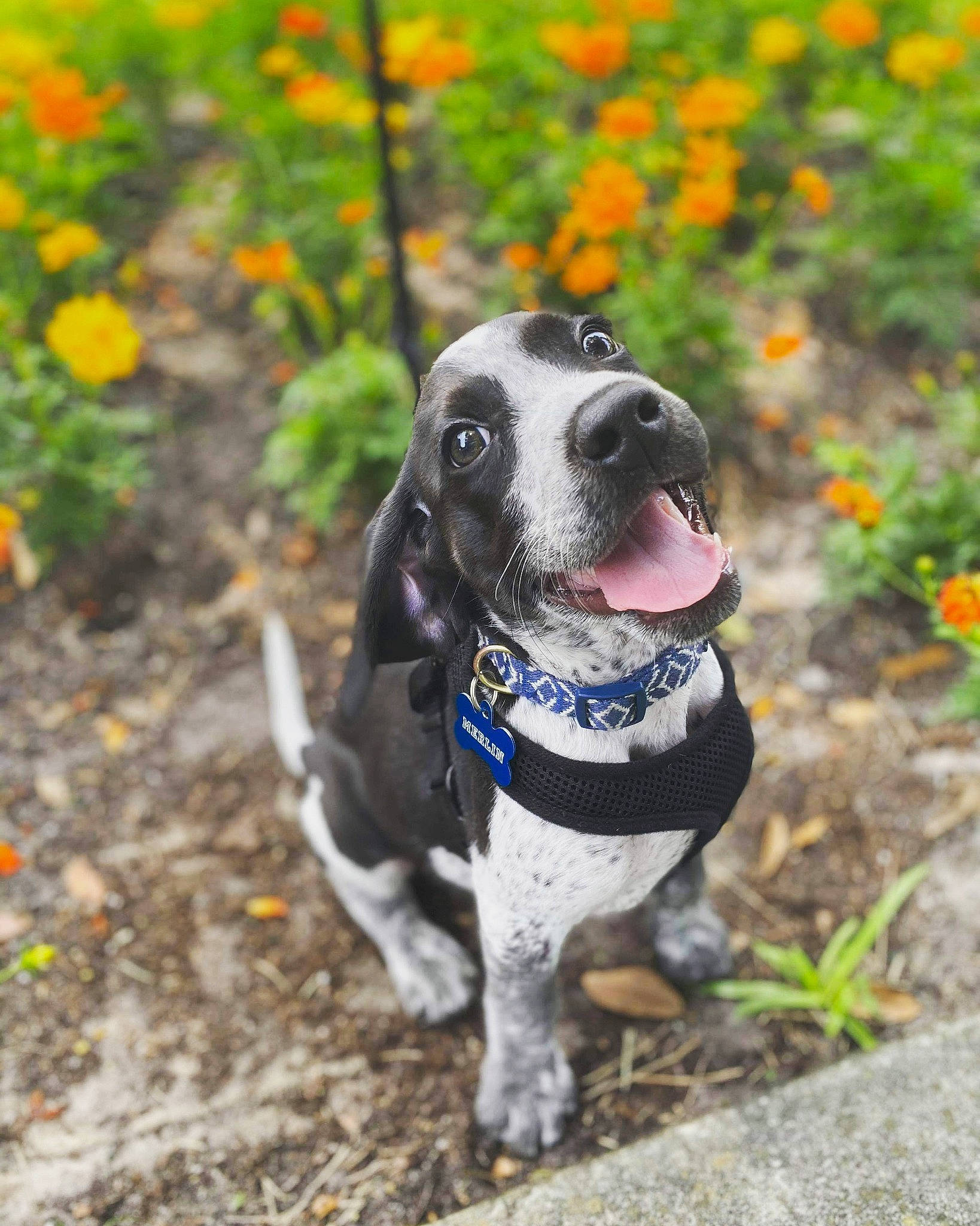 Merlin is registered to the contest to win money with this photo: adventure, bluetick_coonhound, canidae, carnivore, dog, dog_breed, hunting_dog, leash, mammal, pointer, rare_breed_dog, snout, sporting_group, vertebrate