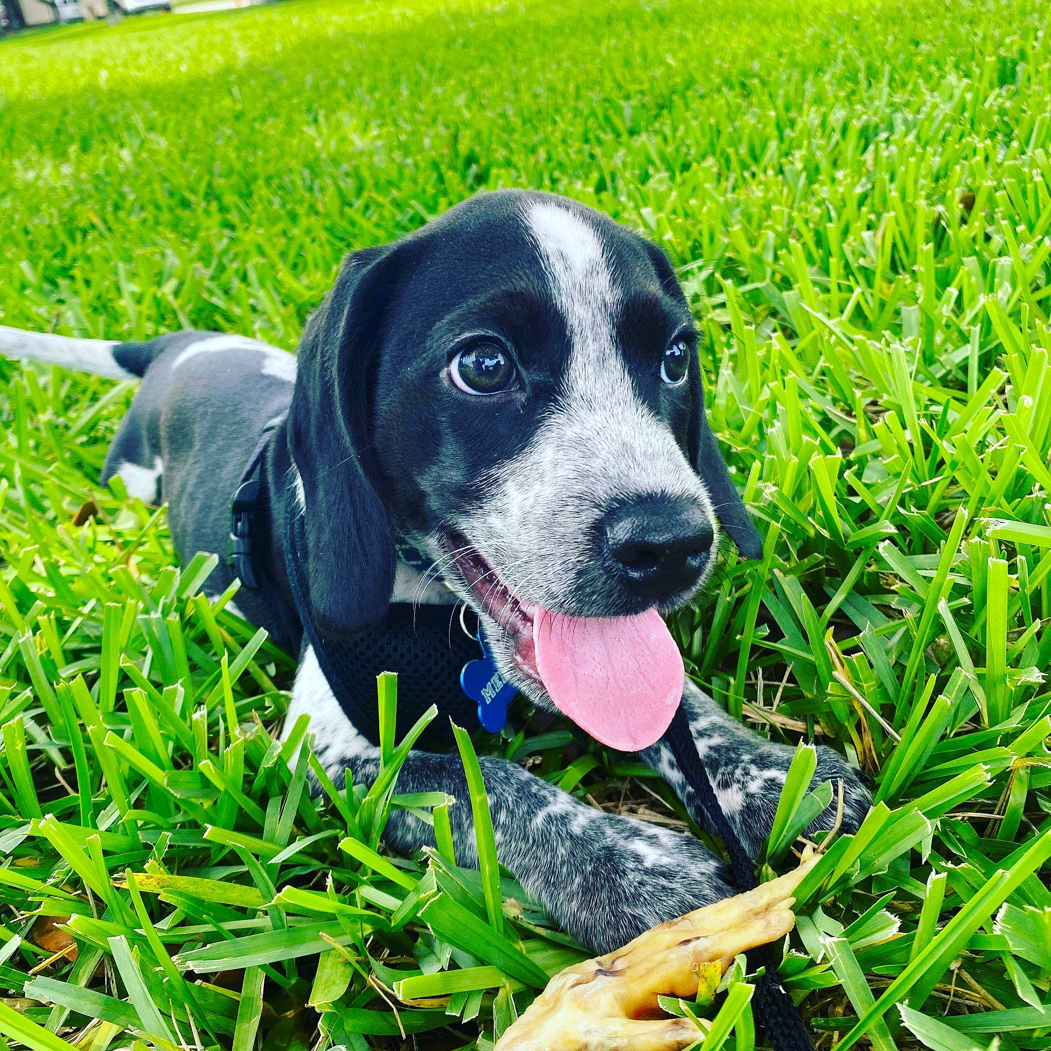 Merlin is registered to the contest to win money with this photo: ariegeois, bluetick_coonhound, braque_dauvergne, canidae, carnivore, dog, dog_breed, german_shorthaired_pointer, grass, grass_family, hound, hunting_dog, lawn, mammal, plant, pointer, rare_breed_dog, snout, sporting_group, vertebrate