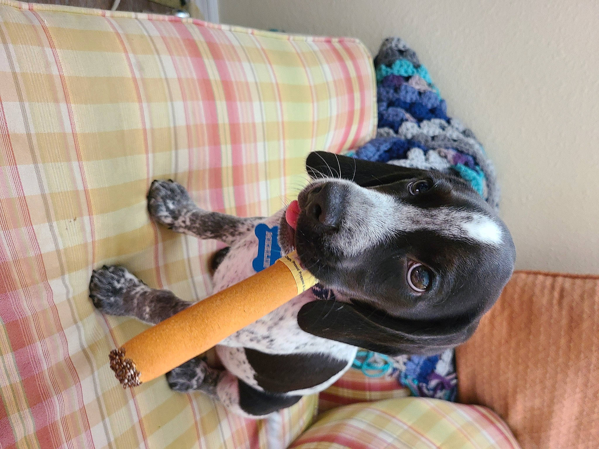 Merlin joined the competition — help win amazing prizes! boston_terrier, canidae, carnivore, dachshund, design, dog, dog_breed, dog_toy, french_bulldog, guard_dog, non_sporting_group, pattern, plush, pointer, puppy, sporting_group, stuffed_toy, toy