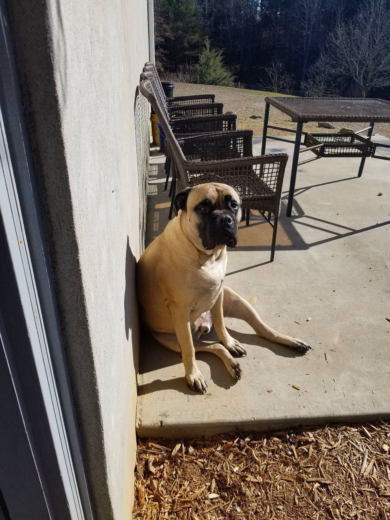 Moose is registered to the contest to win money with this photo: bench, carnivore, collar, companion_dog, dog, dog_breed, dog_collar, fawn, outdoor_furniture, pet_supply, plant, pug, shade, snout, tail, tints_and_shades, toy_dog, tree, wood, working_animal