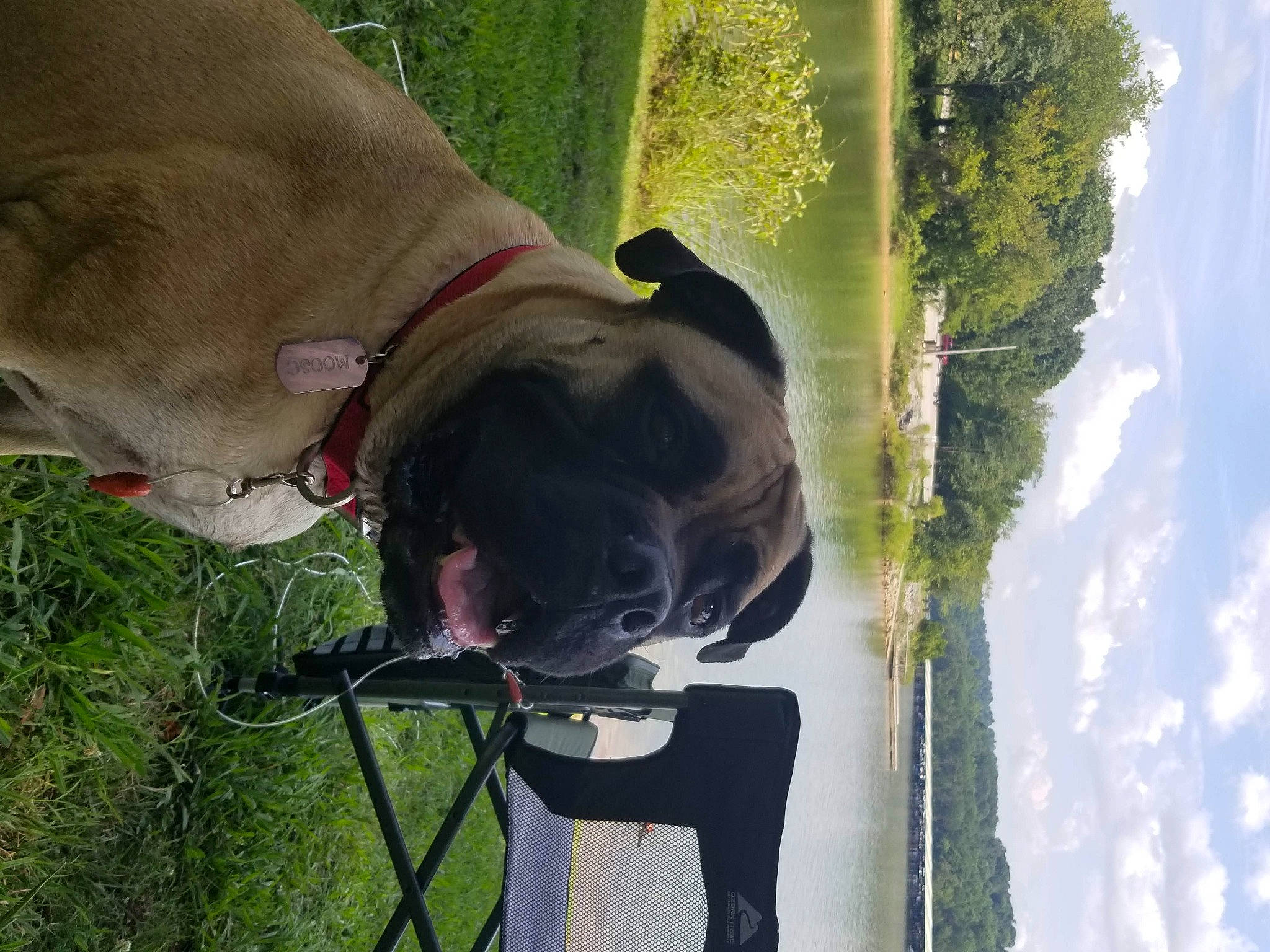 Moose is registered to the contest to win money with this photo: adventure, carnivore, cloud, collar, companion_dog, dog, dog_breed, dog_collar, fashion_accessory, fawn, grass, leash, liver, pet_supply, plant, sky, snout, sporting_group, tree, working_animal