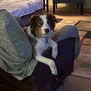 Muffin joined the competition — help win amazing prizes! animal, armchair, blanket, brown_and_white, calm, canine, carpet, comfort, cozy, dog, domestic, furniture, home, indoor, living_room, patterned, pet, relaxed, resting, seat