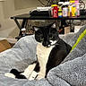 Blackie joined the competition — help win amazing prizes! cat, tuxedo_cat, black_and_white, pet, feline, animal, sitting, lounging, blanket, gray_blanket, indoors, home, living_room, portrait, yellow_eyes, whiskers, ears, paws, furniture, cables