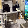 Blackie joined the competition — help win amazing prizes! cat, cats, tuxedo_cat, black_and_white, pet, animal, cat_tree, scratching_post, cat_cubby, sitting, lounging, resting, plush_toy, tiger_toy, indoors, living_room, window, blinds, television, home_decor