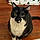 Blackie