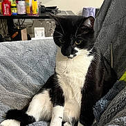 Blackie is registered to the contest to win money with this photo: cat, tuxedo_cat, black_and_white, feline, pet, animal, sitting, portrait, indoors, blanket, gray_blanket, couch, furniture, whiskers, green_eyes, upright, relaxed, home, shelf, photography