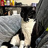 cat, tuxedo_cat, black_and_white, feline, pet, animal, sitting, portrait, indoors, blanket, gray_blanket, couch, furniture, whiskers, green_eyes, upright, relaxed, home, shelf, photography
