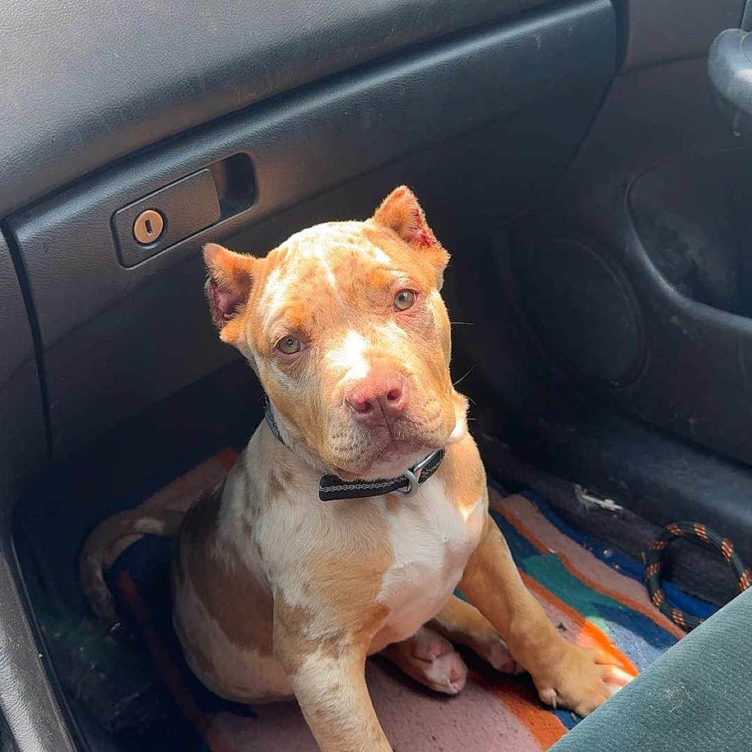 Cash is registered to the contest to win money with this photo: animal, brown_fur, car, collar, curious, dashboard, dog, door, floor, interior, leash, mat, pet, puppy, seat, sitting, sunlight, vent, white_fur, window