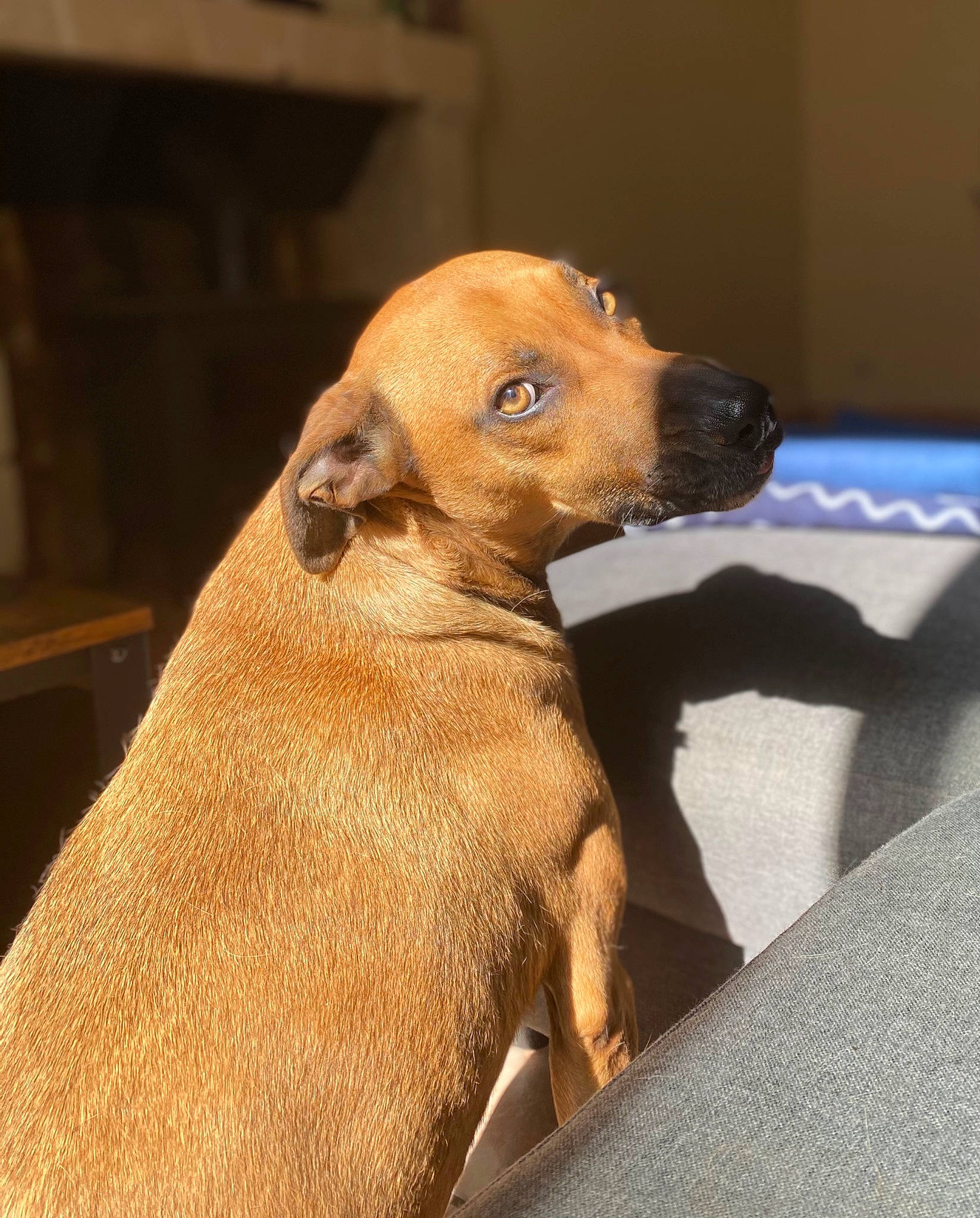 Izak a rejoint le concours — aidez-le/la à gagner de superbes lots ! canidae, carnivore, comfort, companion_dog, dog, dog_breed, fawn, flooring, fur, liver, paw, pet_supply, sporting_group, terrestrial_animal, whiskers, wood, working_animal